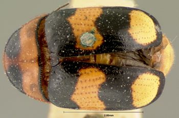 Media type: image; Entomology 9292   Aspect: habitus dorsal view